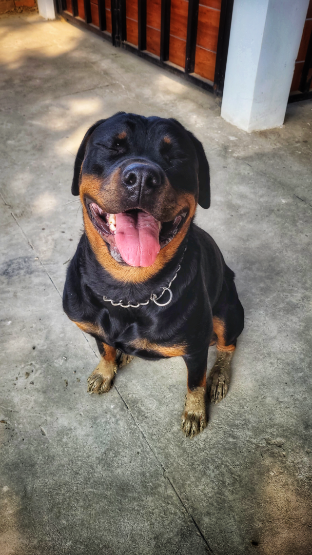 Rottweiler, race de chien populaire 2026, chien fidèle et protecteur, idéal pour familles expérimentées. Chien de compagnie et chien à adopter, race intelligente et loyale, parfait pour maison avec jardin. Rottweiler,
