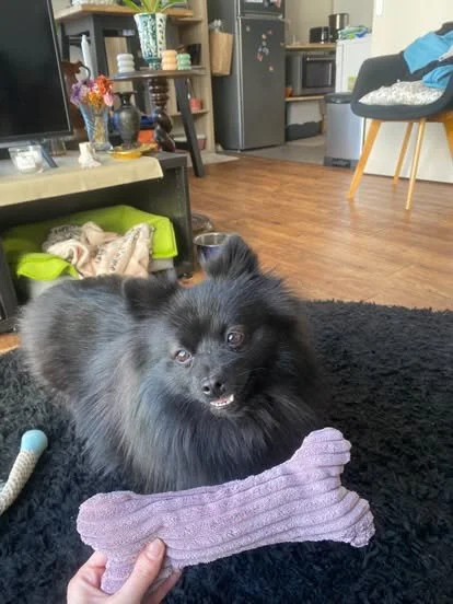 Chien en train de mastiquer un jouet Fluffy Boo, activité naturelle favorisant l’apaisement, la stimulation mentale et la réduction du stress chez le chien hyperactif.