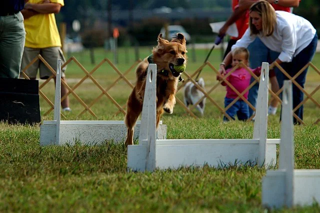 Chien dynamique pratiquant un sport canin comme l’agility, activité idéale pour canaliser un chien trop actif et renforcer la complicité maître-chien.