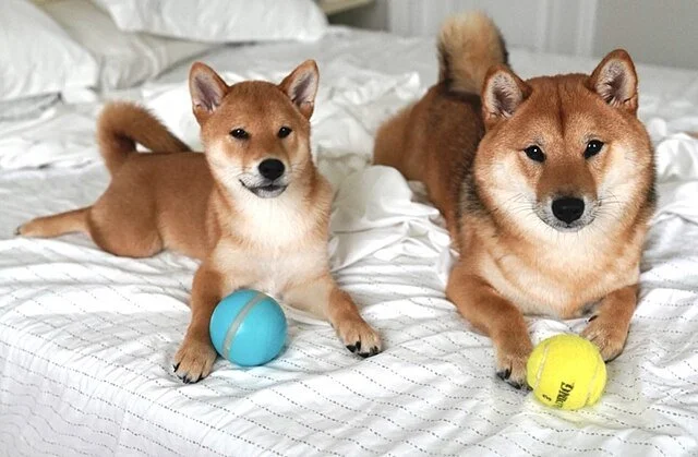 Shiba Inu, chien populaire 2026, race de chien japonaise élégante et indépendante, parfait pour les propriétaires actifs et attentifs. Chien de compagnie affectueux et joueur, à adopter, race intelligente et sensible