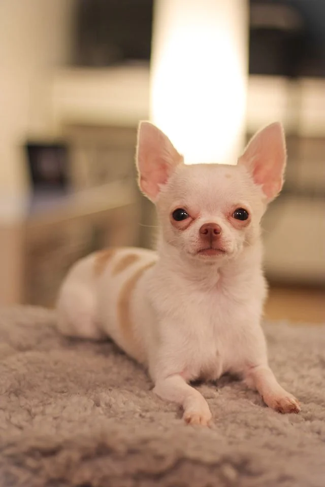 Chihuahua, chien populaire 2026, petit chien affectueux et dévoué, parfait pour la vie en appartement. Race de chien à adopter, compagnon canin fidèle et joueur, idéal pour propriétaires recherchant un chien proche et dynamique