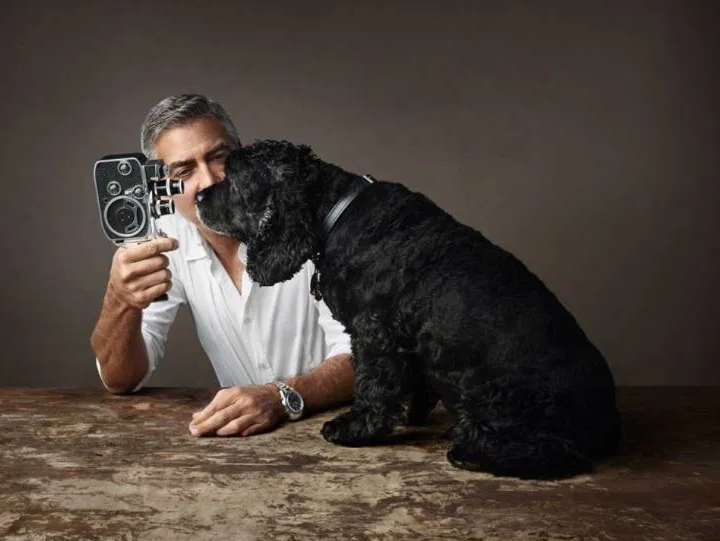 Einstein, le Cocker de George Clooney - Source Bustle