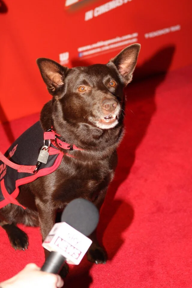 Chien adopté après un sauvetage animal en France, nouvelle vie après abandon et prise en charge en refuge.
