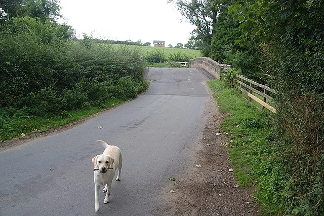 Chien actif en balade quotidienne, exemple d’exercice physique essentiel pour gérer l’hyperactivité canine et répondre aux besoins énergétiques du chien.