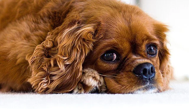 Cavalier King Charles Spaniel, race de chien populaire 2026, petit chien affectueux et doux, idéal pour la vie en appartement ou maison. Chien familial et chien à adopter, compagnon canin sociable et calme