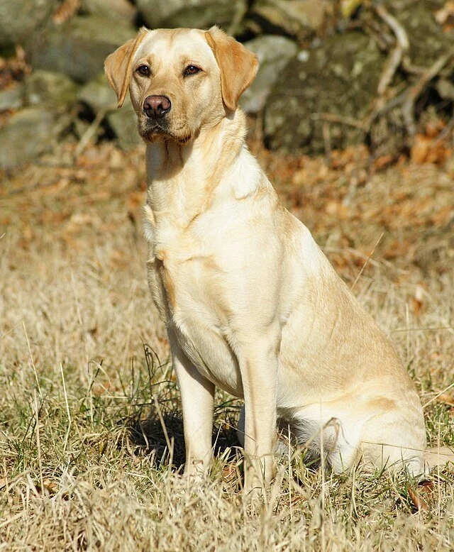 Labrador Retriever, chien populaire 2026 et race de chien familiale, compagnon fidèle et affectueux idéal pour les familles avec enfants. Chien de compagnie intelligent, sociable et joueur, parfait pour les promenades et activités en plein air.
