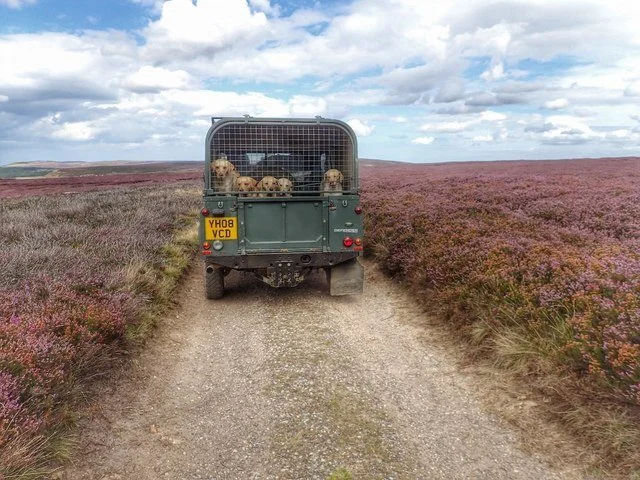 Chien perturbé par un déménagement, changement d’environnement pouvant provoquer anxiété et perte de repères.