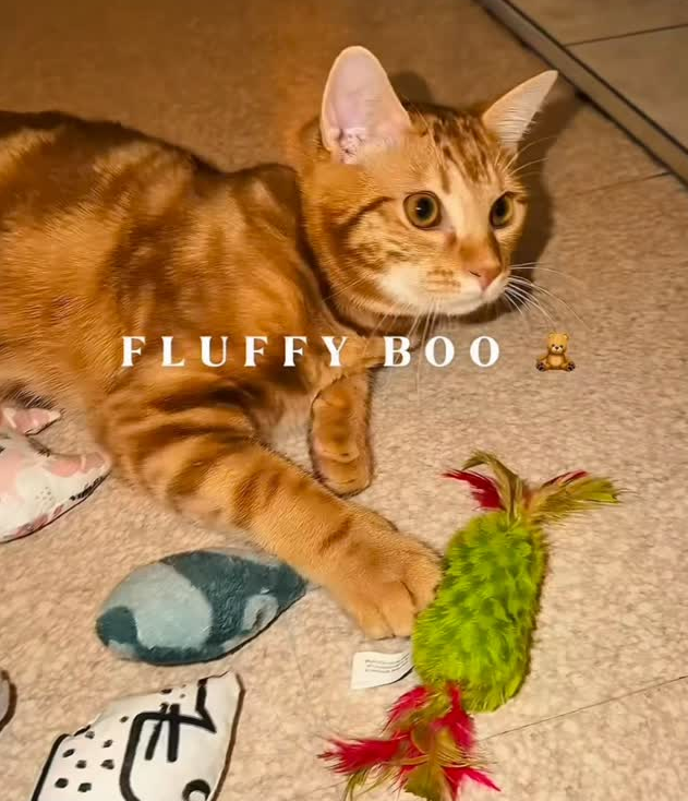 Chien rassuré par ses objets familiers, élément essentiel pour réduire le stress lors d’un changement de routine.