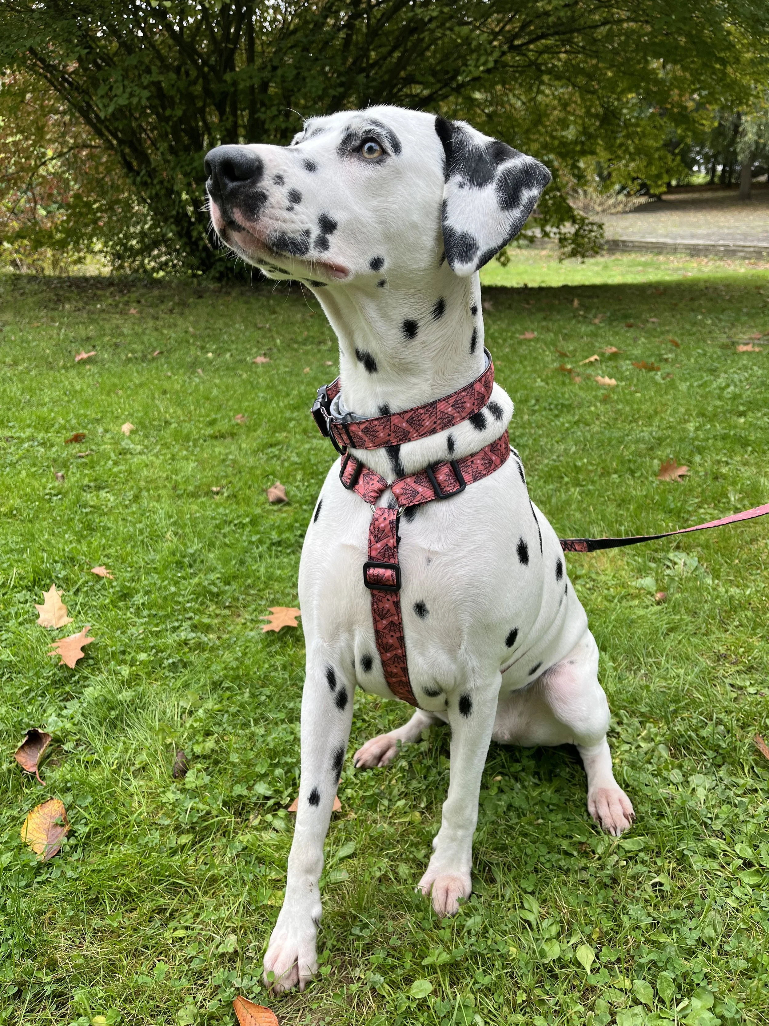 Dalmatien assis sur l'herbe verte avec un harnais rouge, entouré d'un parc arboré.