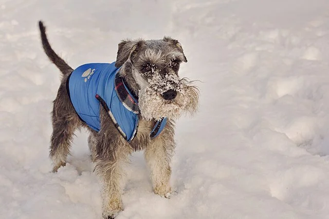 Chien équipé d’un manteau d’hiver dans la neige, montrant l’importance de protéger son animal contre le froid, l’humidité et les températures négatives.