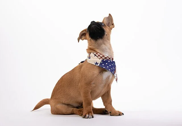 Chien attentif à son propriétaire, illustrant la sensibilité du chien aux changements comme les vacances, le déménagement ou la pension canine.