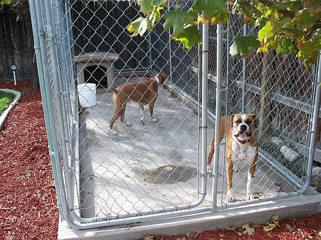 Chien en séjour dans une pension canine, environnement structuré favorisant la sécurité et la socialisation.