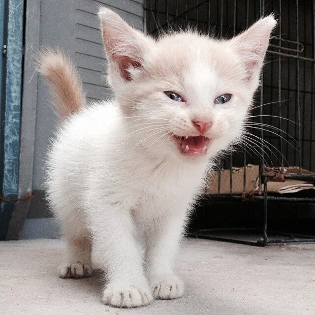 Chat domestique miaulant pour communiquer avec son humain, comportement du chat en 2026, langage du chat, communication féline, félin à adopter, chat de compagnie expressif, miaulement du chat et signaux subtils, comprendre son chat pour mieux cohabi