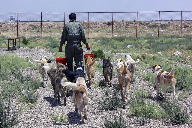 Chien et chat dans un refuge animalier illustrant la mission de protection, de soins vétérinaires et de préparation à l’adoption responsable.