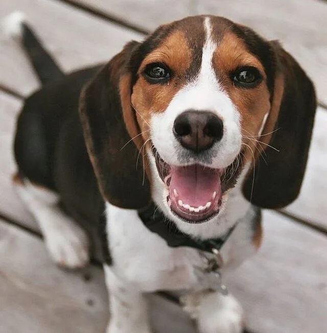 Beagle, chien populaire 2026, race de chien joueur et affectueux, parfait pour les familles aimant les activités en extérieur. Chien à adopter, compagnon canin énergique et curieux, idéal pour maison avec jardin
