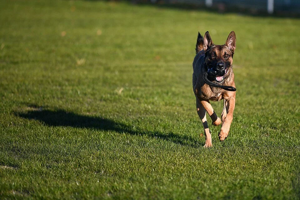 Chien en promenade quotidienne illustrant l’importance de l’activité physique, de la stimulation mentale et d’un équipement adapté pour son bien-être global.