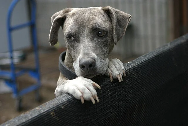 Chien seul à la maison montrant des signes d’anxiété de séparation, comme l’attente ou la tristesse.