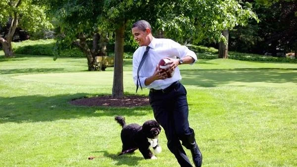 Bo, le chien de Barack Obama
