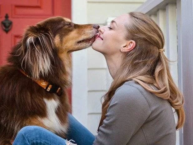 Finn, le chien de refuge sauvé par Amanda Seyfried - Source InStyle