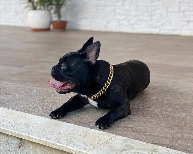 Bouledogue Français, chien populaire 2026, petit chien de compagnie affectueux et joueur, idéal pour la vie en appartement. Chien à adopter, race de chien conviviale et sociable, parfait pour propriétaires