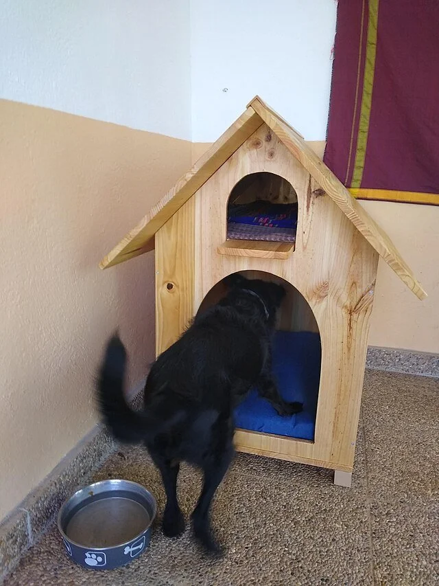 Chien perturbé par un déménagement, changement d’environnement pouvant provoquer anxiété et perte de repères.