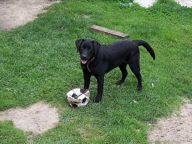 Labrador Retriever actif en promenade avec sa famille, chien de race populaire en 2026, adopter un chien sociable, chien de compagnie familial, races de chiens recommandées pour les enfants, comportement du chien et socialisation,