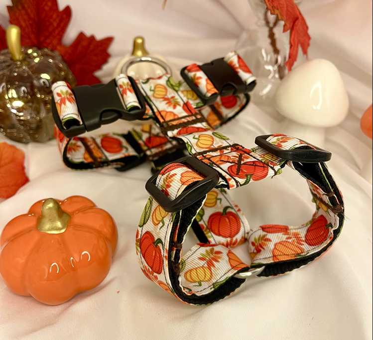 Chien portant un harnais en H ergonomique respectant la mobilité naturelle des épaules et assurant confort et sécurité lors des promenades.