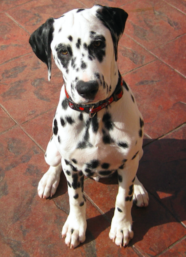 Dalmatien, race de chien populaire 2026, chien sportif et élégant, compagnon fidèle et actif pour les familles. Chien de compagnie à adopter, race de chien intelligente et dynamique, parfait pour maison avec jardin et activités extérieures