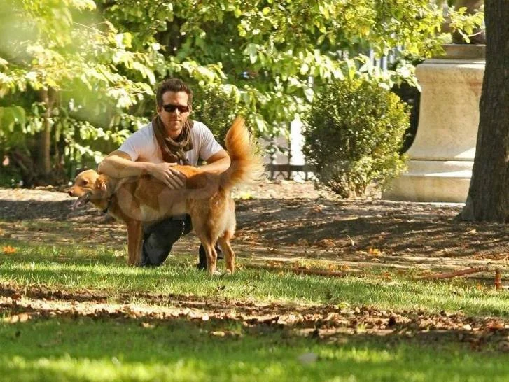 Baxter, le Golden Retriever de Ryan Reynolds - Source PopSugar