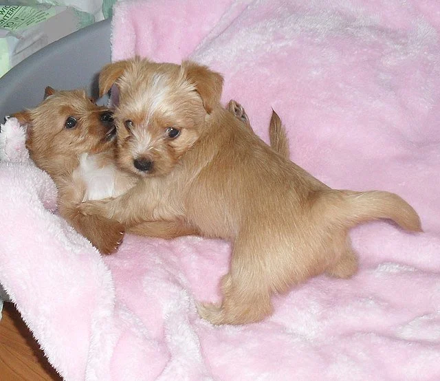 Chien joueur et espiègle parfait pour illustrer un prénom amusant en B comme Biscotte, Boulette ou Bulle.
