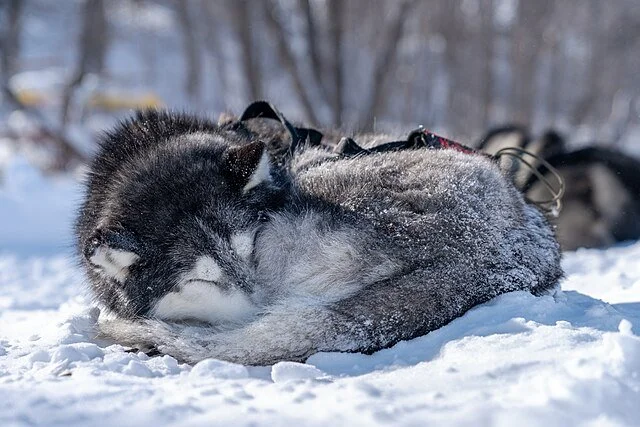 Husky de Sibérie reposant dans la neige, exemple de race nordique bien adaptée aux températures hivernales extrêmes.