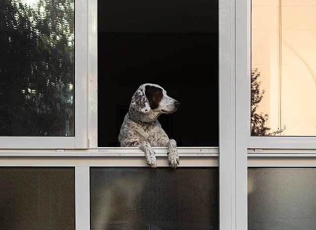 Chien observant l’extérieur depuis un appartement en hiver, illustration possible de la baisse d’activité et de la dépression saisonnière chez le chien.