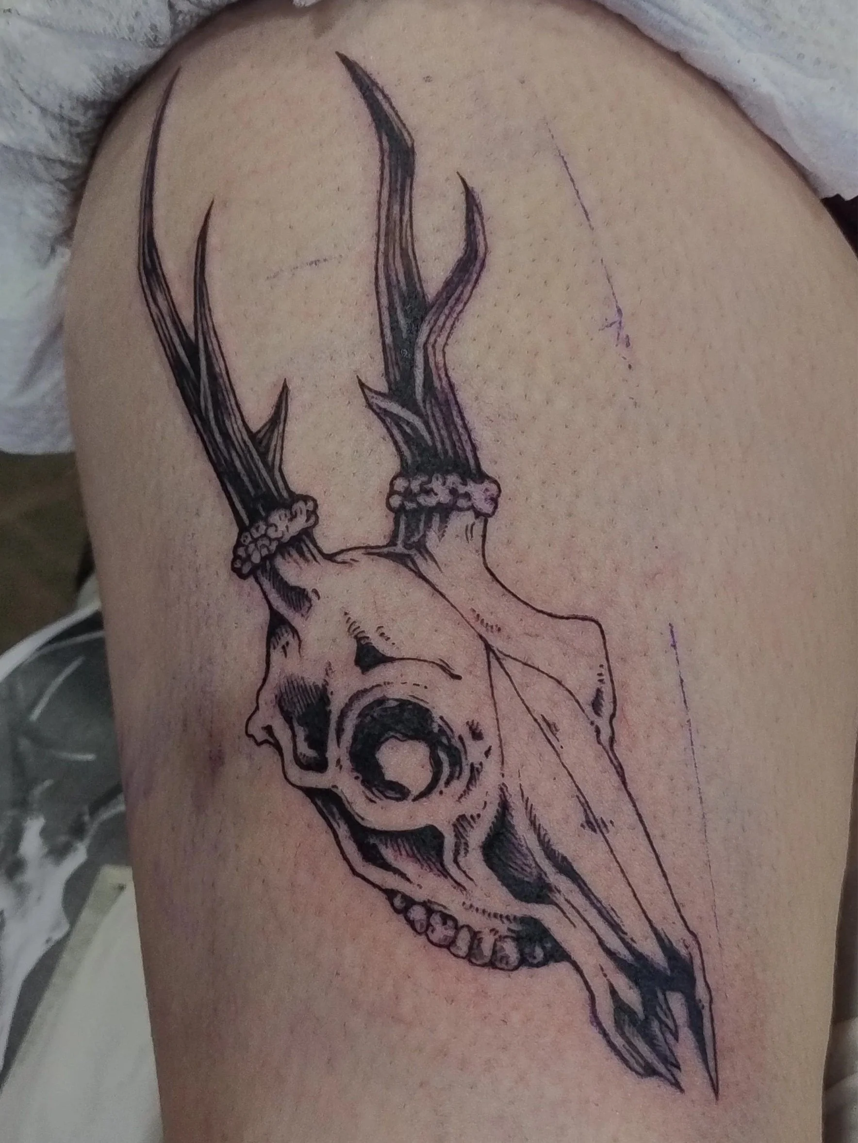 deerskull.jpg