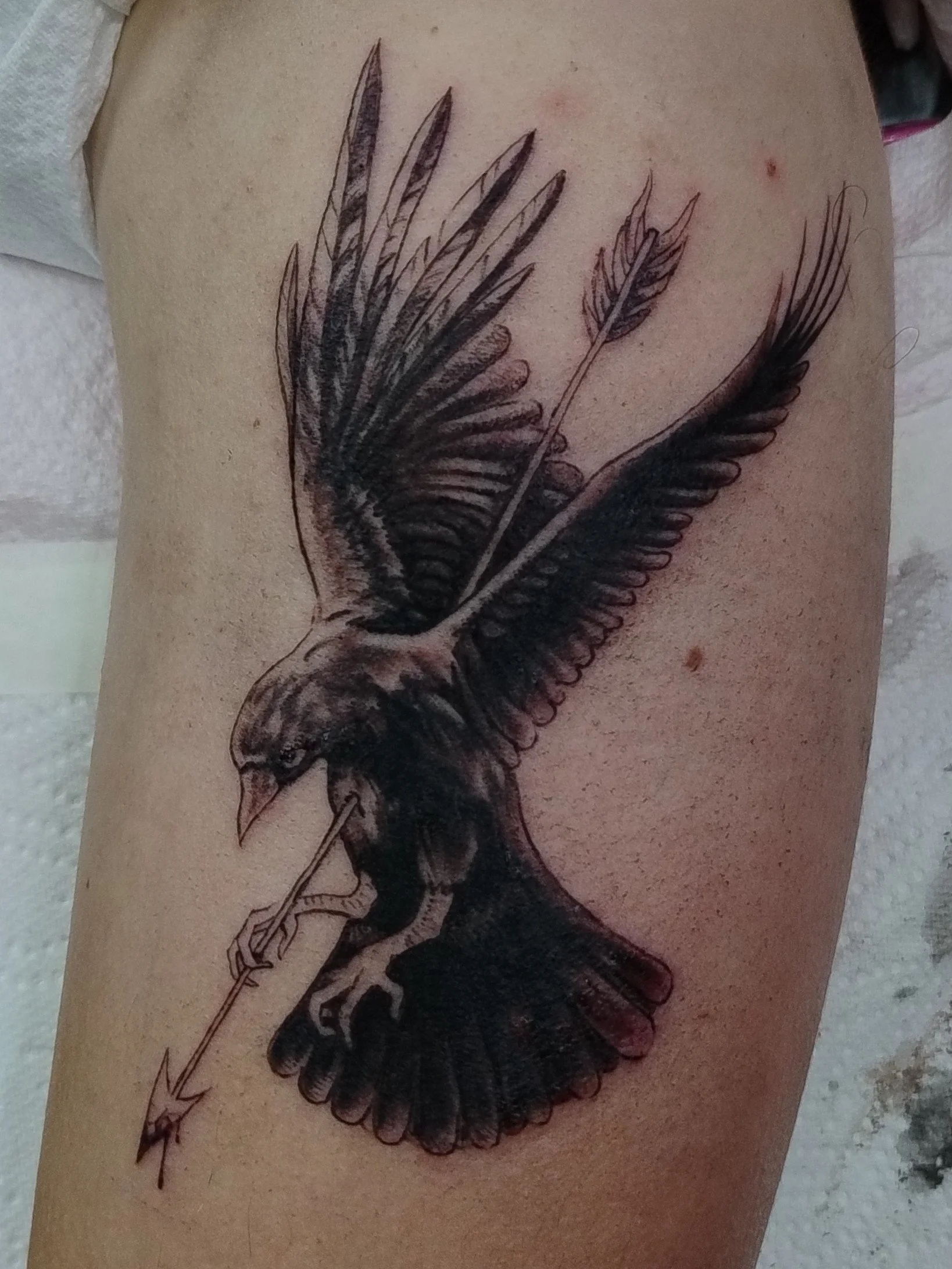 jackdaw.jpg
