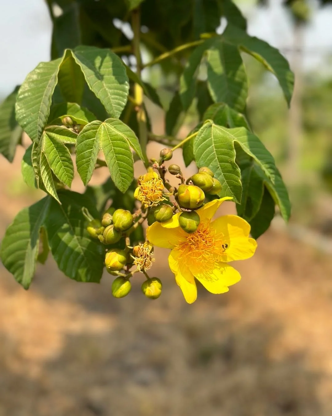 Buriti tu