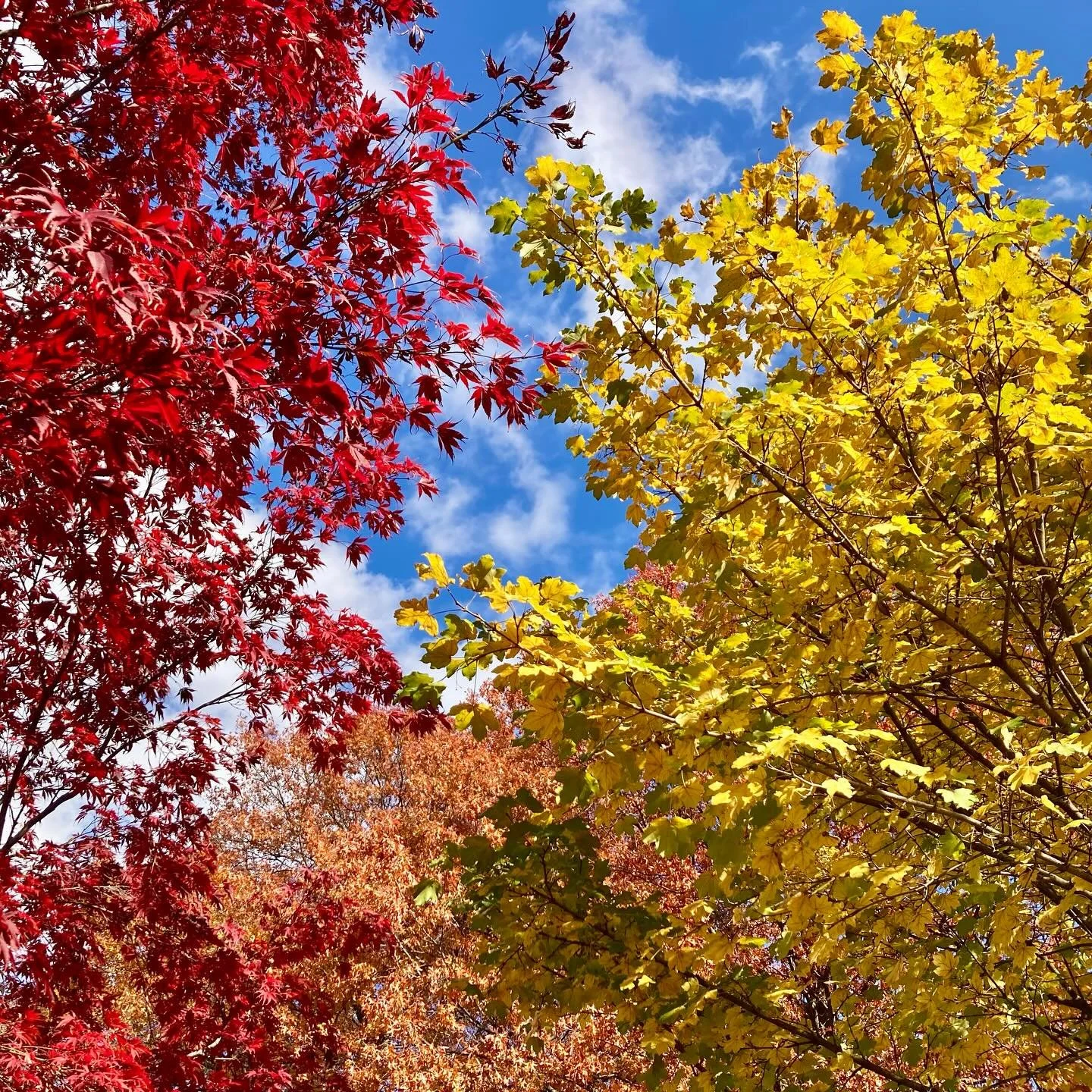 Fall in Love. Maple style.