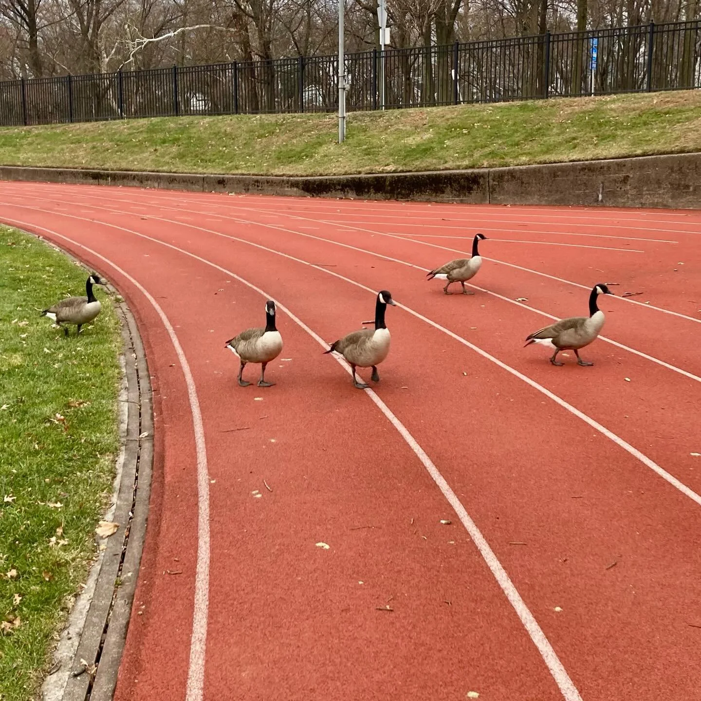 Canada Geese. Silly Goose Juice! You guys are migrating to the US! Interesting. It is a nice track. Turn the lights off when done.