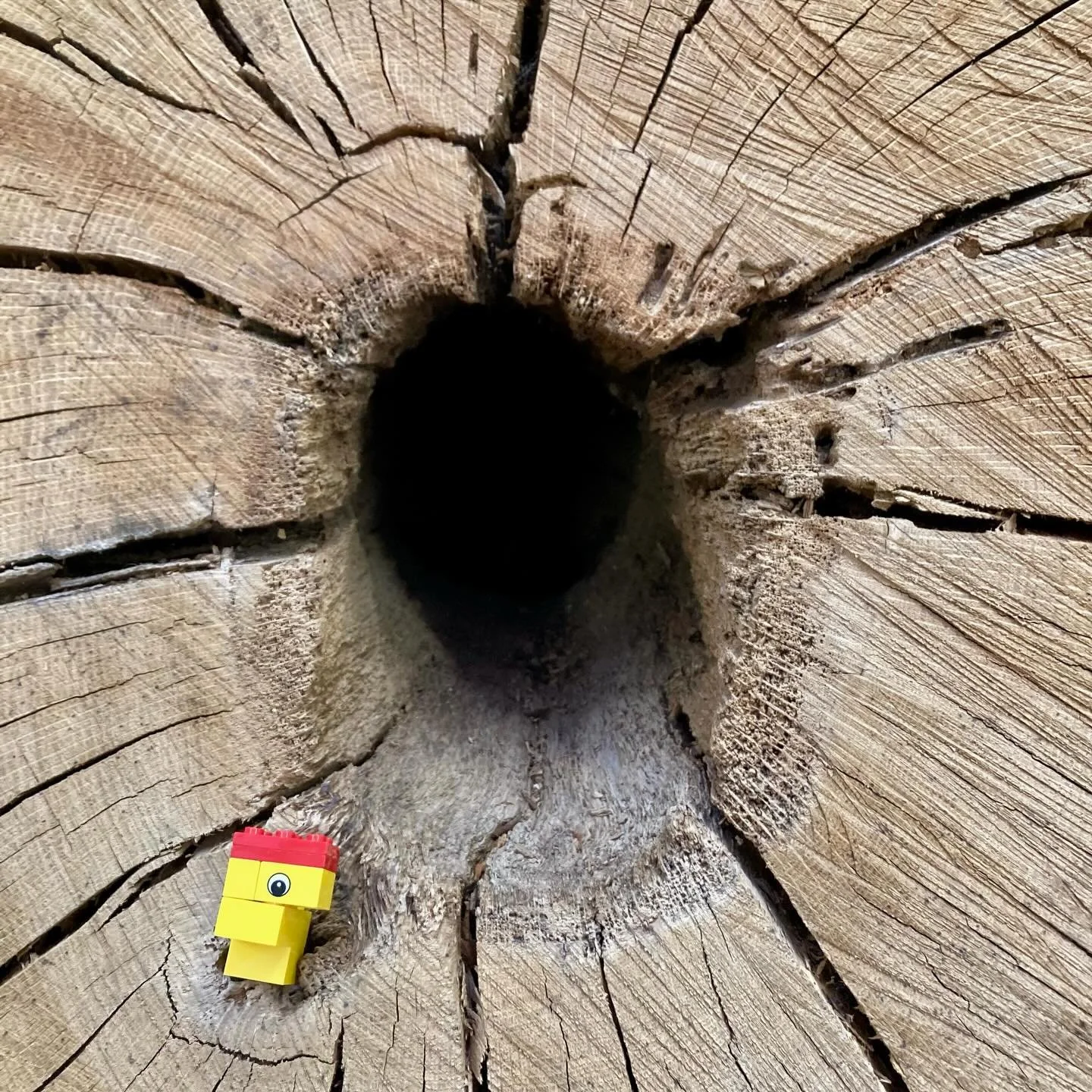 Yellow White Oak Duck. @charliespademan