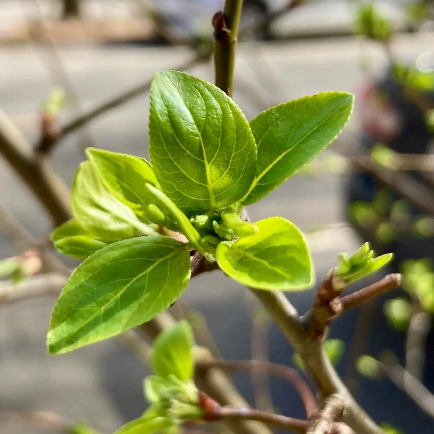 Finally. Spring feels sweeter this year after the longest, harshest winter of my life. And a &ldquo;fake&rdquo; spring a few weeks ago.