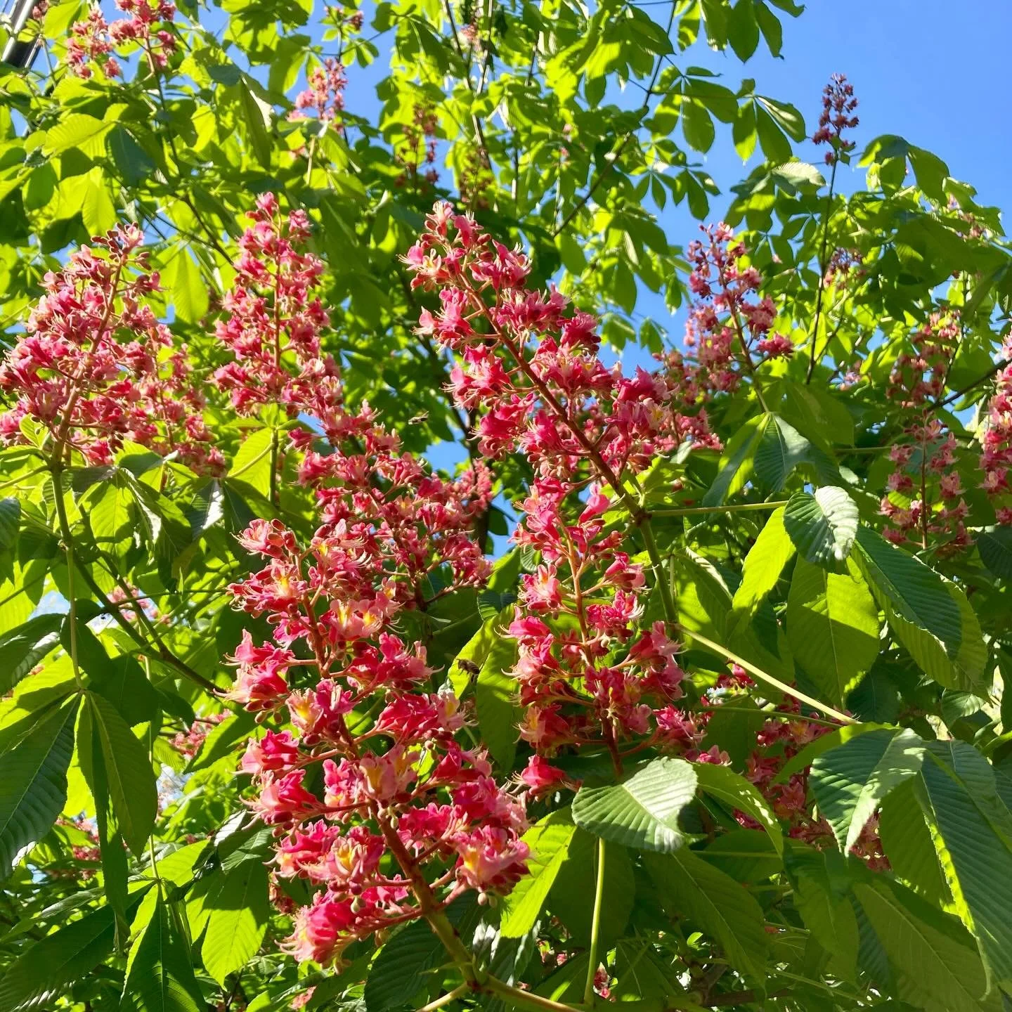 The April showers brought May flowers.