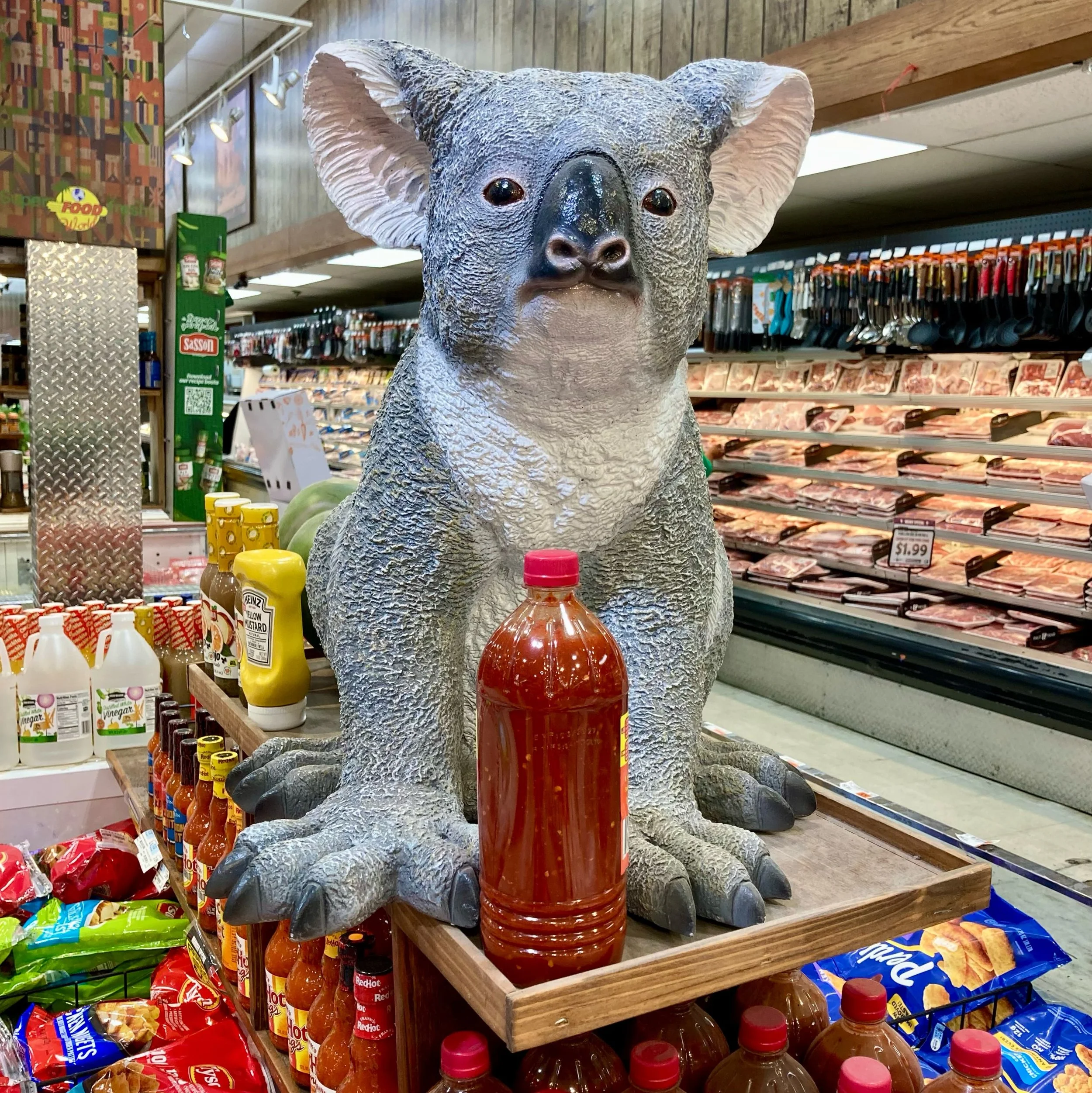 Spicy Koala. Maybe a new brand name?