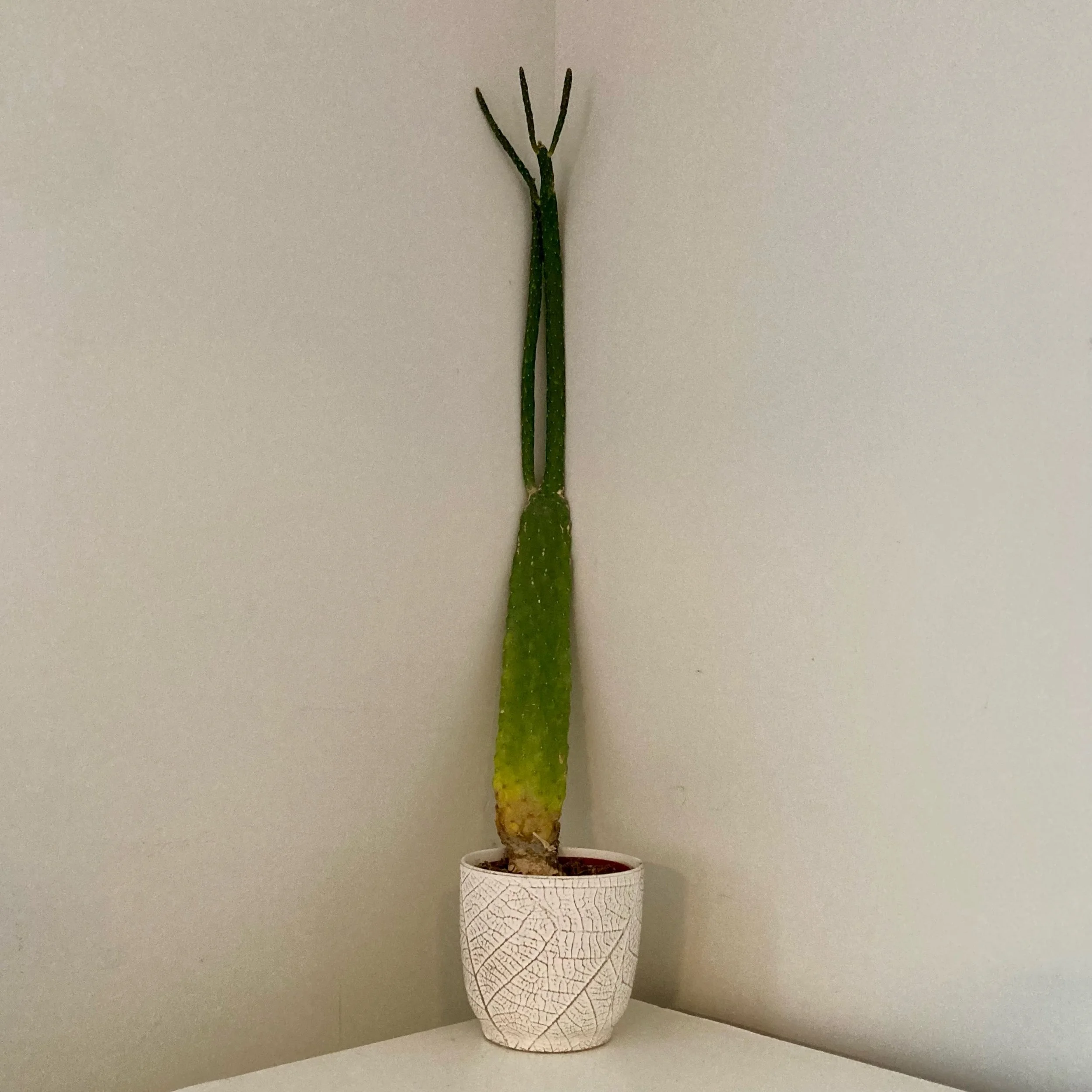 All Good Things (Come To An End). When biological organisms can&rsquo;t grown anymore (because it would literally fall over) and when it&rsquo;s reckless caretaker over-waters you. It&rsquo;s game over. Goodbye cactus. And even on taco Tuesday. 🌵