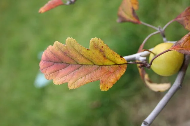 thumbnail_IMG_1312.jpg