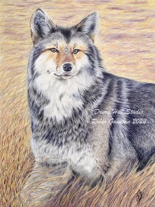 Eastern Coyote, Massachusetts