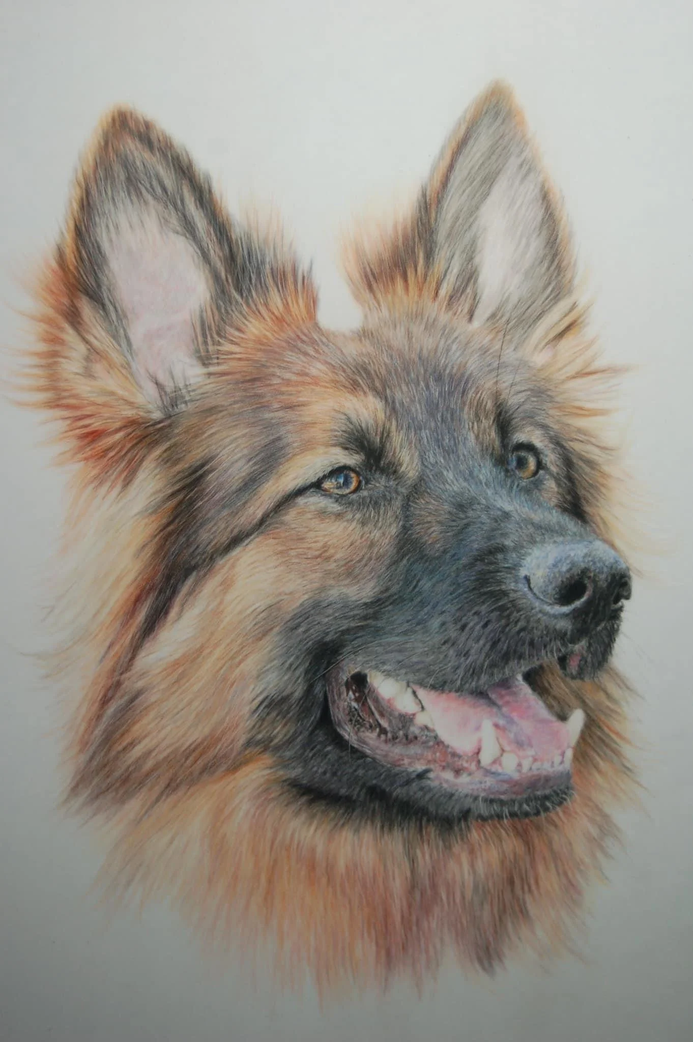 German Shepherd Dog. From a workshop with Bonny Snowdon.  Photo credit Ruud Van Unen