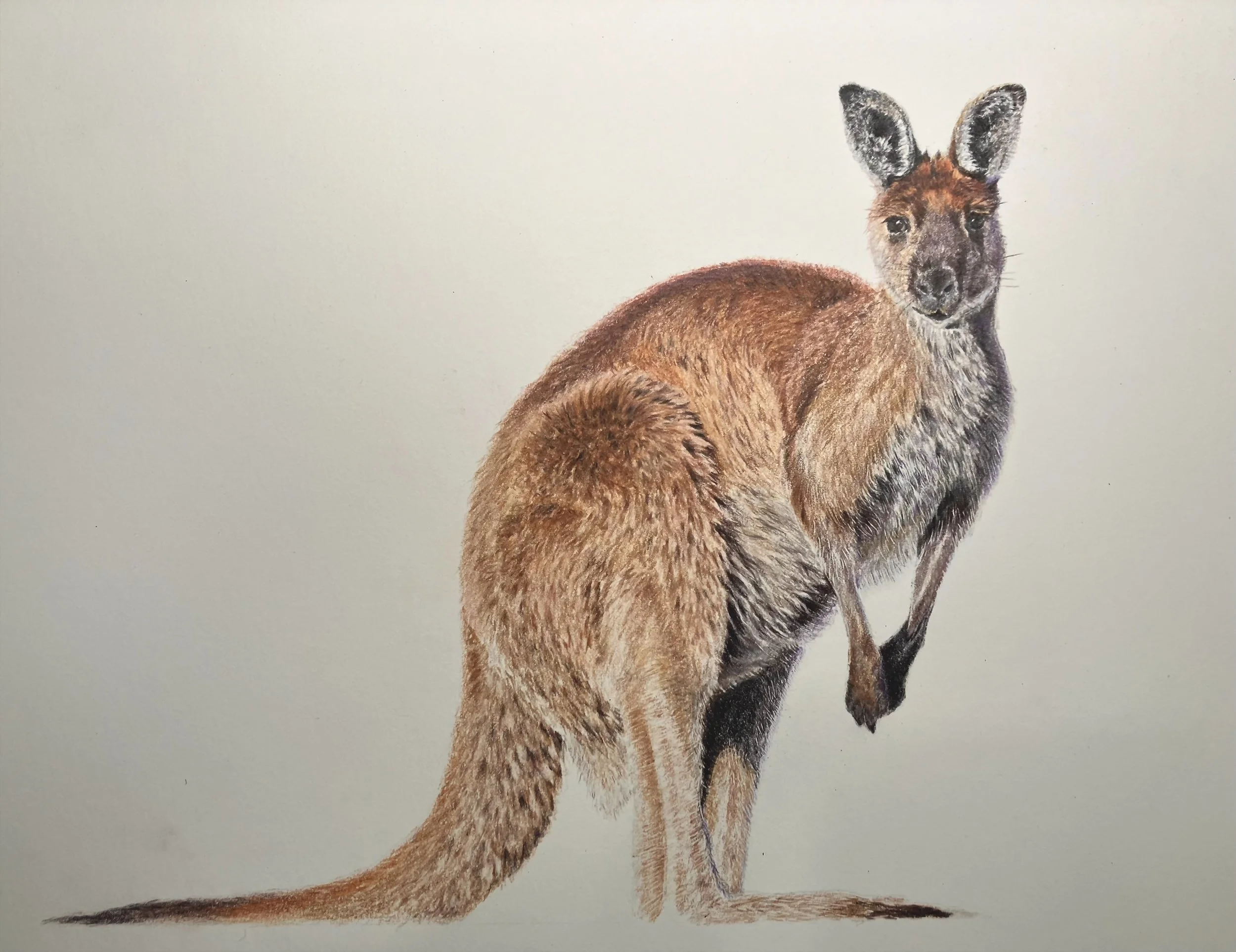 Kangaroo. From a workshop with Bonny Snowdon. Photo credit Pexels