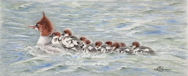Mother (Mergansers)