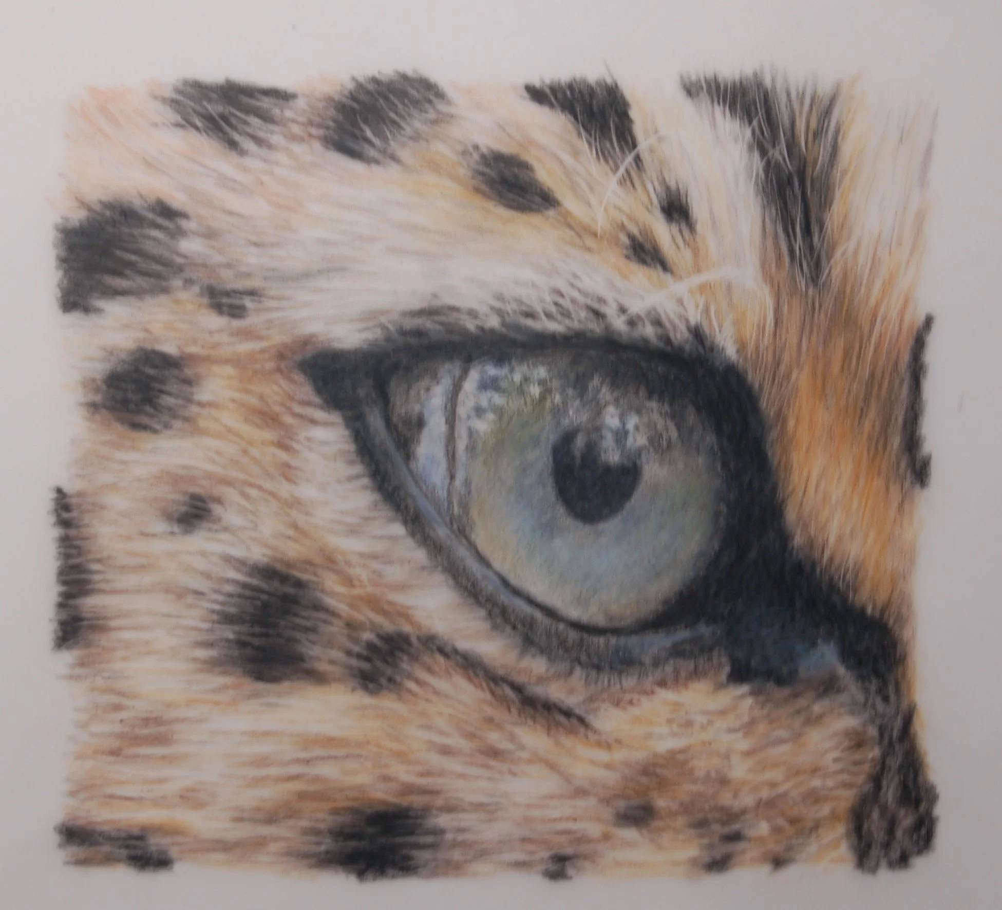 Leopard Eye. From a workshop with Bonny Snowdon.  Photo reference Unsplash
(Donated to Arts Worcester)