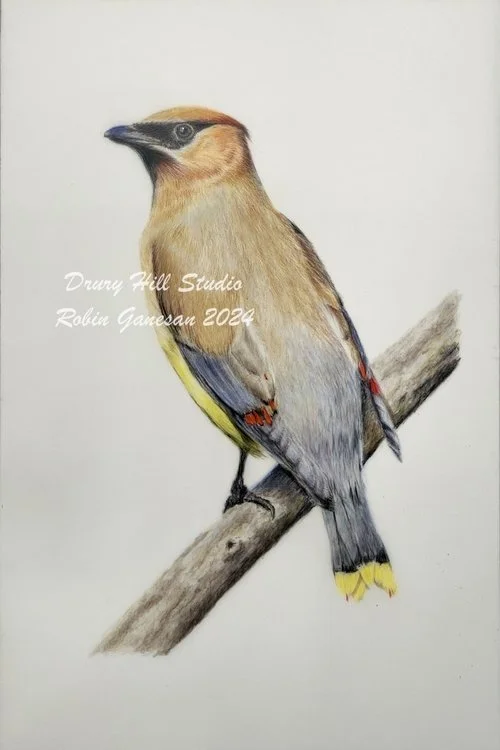 Cedar Waxwing - sold out