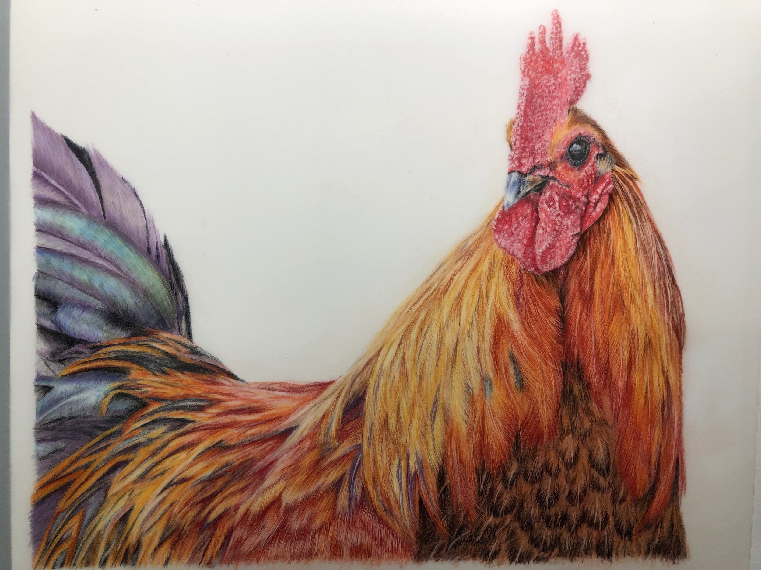 Rooster. From a workshop with Bonny Snowdon. Photo credit Wendy Hodgkins Corniquet with permission